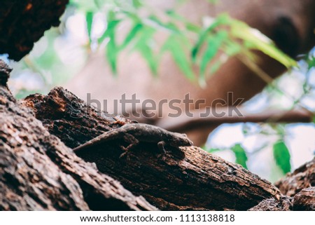 Lizard camouflaging on tree