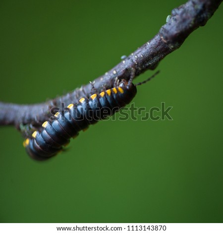 A cyanide millipede crawls along the underside of a twig in front of a defocused green background.