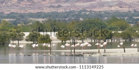 flamingos persian gulf