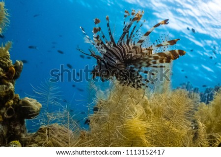Lion fish (Pterois antennata) hovering above soft corals
