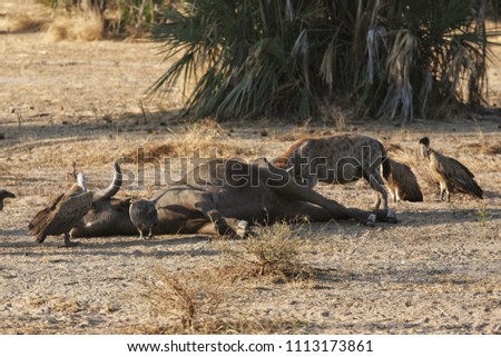 Hyena and Vultures in Selous Game Reserve, Tanzania