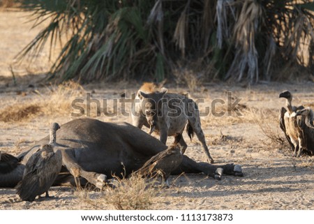 Hyena and Vultures in Selous Game Reserve, Tanzania