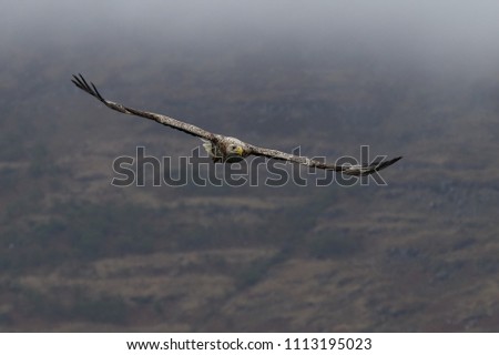 White-tailed Sea Eagle (Haliaeetus albicilla). In flight with misty hills in background. Image taken in the Isle of Mull, Scotland, UK.
