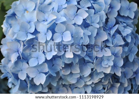 A picture taken close to the blue sky blue hydrangea in Jeju Island in the summer
