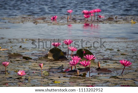 lotus flower on water