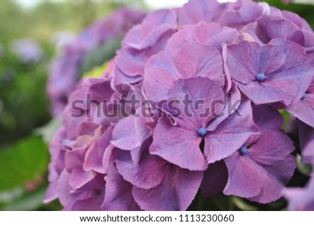 A picture taken close to the purple hydrangea blooming in Jeju Island in the summer