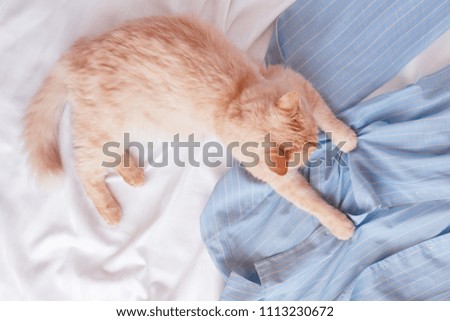 Red fluffy cat lying on bed with pajamas. Flat lay with woman clothes, copy space.