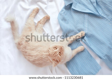 Red fluffy cat lying on bed with pajamas. Flat lay with woman clothes, copy space.