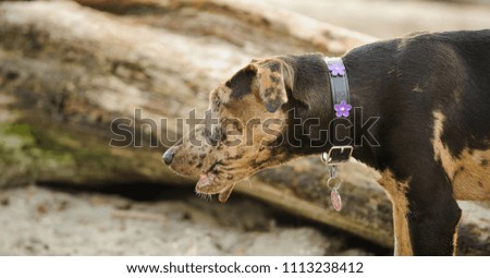Catahoula Leopard puppy dog outdoor portrait on beach with driftwood