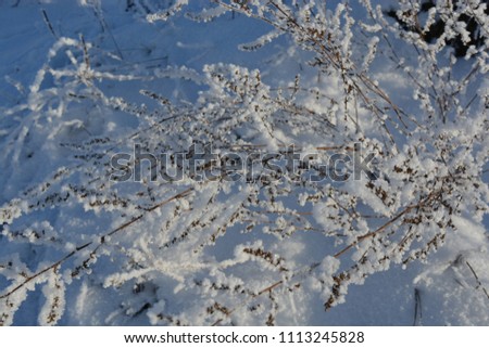 Beauty of frosty winter