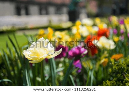 close up view of beautiful ranunculus flowers in park
