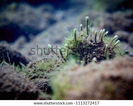 Underwater soft corals wildlife abstract wallpaper. Closeup.