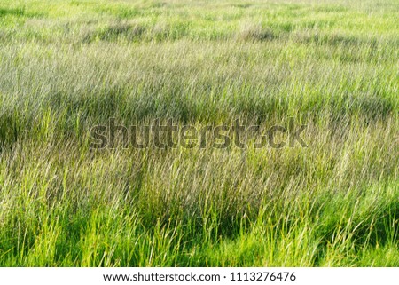 Ripples in a meadow, blown by the wind. Dense fluffy grass of various colors. Rural life style. A mood of peace and tranquility.