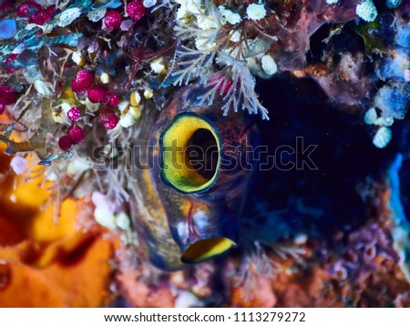 Underwater soft corals wildlife abstract wallpaper. Closeup.
