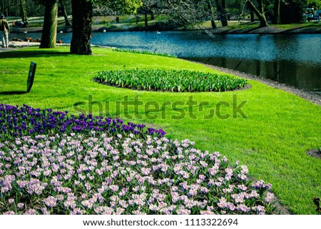 Garden view with awesome purple and pink flowers blooming on the river side park and other side growing tall trees and birds swimming in the river and peoples enjoying the view.