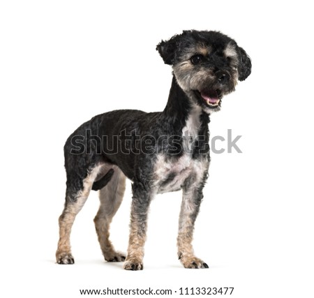 side view of a panting Mixed-breed dog standing, isolated on white