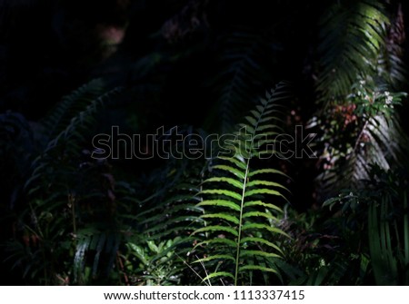 Fern leaf in a darkened wood