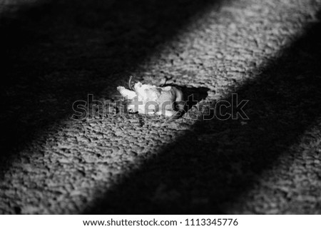 Black and white photo with an apple stump on the asphalt in a dramatic light