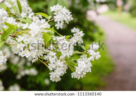 Landscape in the spring garden with flowering shrubs and a path. White flowers of deutzie ( ornamental shrub in the garden.