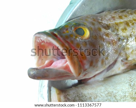 Close up of Orange-spotted grouper fish or Estuary cod fish (Epinephelus coioides) in metal basin on white table for sale at the market. Seafood, isolated on white background. Selective focus.