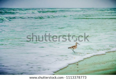 Lonely Beach Bird On Shoreline Waves