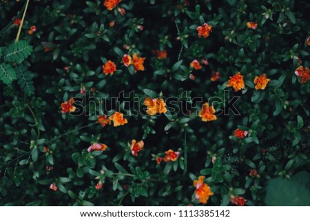 beautiful garden flowers  , top view ,background. -vintage style picture and vintage color.