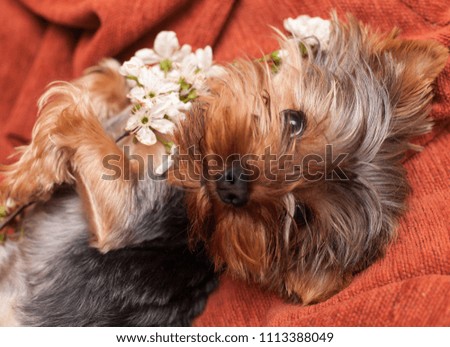 beautiful, domestic pet, puppy york lies with an armful of flowers, a flowering cherry branch
