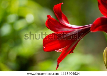 Beautiful red flower in the garden. at the morning.