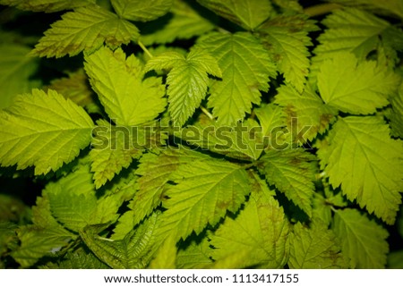 leaf abstract background