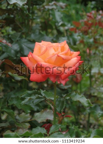 Close up of a peach coloured rose in full bloom