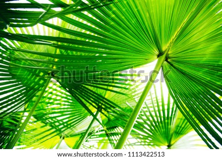 Beautiful striped palm leaf. Tropical textured background in sunlight
