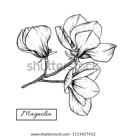 Magnolia flowers drawing.Vector, illustration and clip art on white backgrounds.Idea for business visit card, typography vector,print for t-shirt.