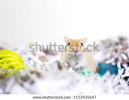 A pet gerbil in a nest made of shredded paper