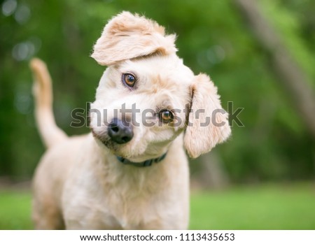A cute Labrador Retriever/Poodle mixed breed puppy listening with a head tilt Royalty-Free Stock Photo #1113435653