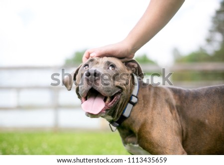 A happy Pit Bull Terrier mixed breed dog looking up as its owner pets it Royalty-Free Stock Photo #1113435659