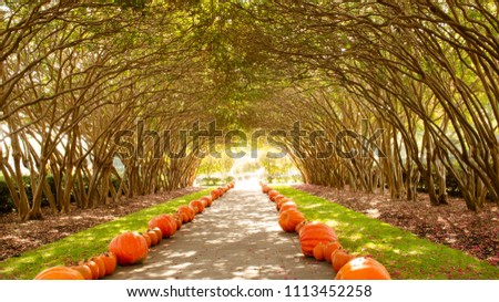 Fall Pumpkin Tunnel