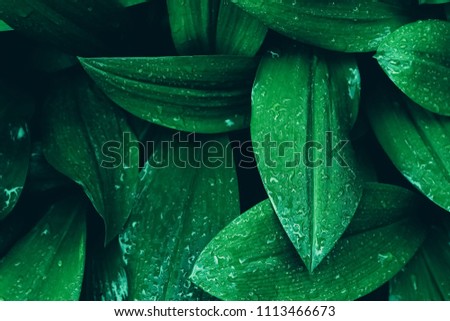 Green leaf with water drop  for pattern background, Tropical tree after heavy rain. Natural color tone for text input.