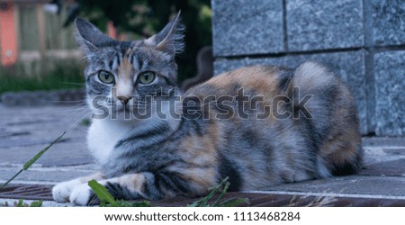 Portrait of a cat image