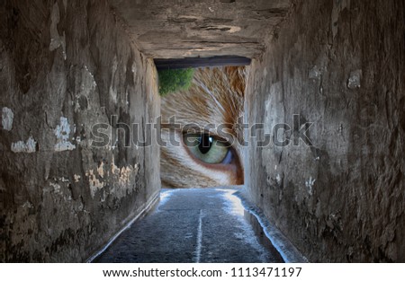 A watching cat's eye looking down damp, wet passageway