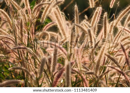 Soft focus image of flower grass and sunrise background.