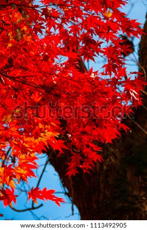 Autumn leaves of the Seseragito Highway
