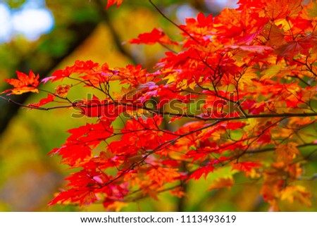Autumn leaves of the Seseragito Highway