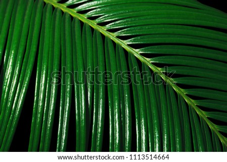 Glistening green leaf of palm tree isolated on black background. 