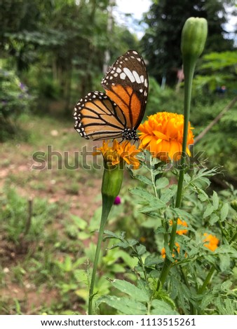 A butterfly and yellow blooming flowers in the garden
