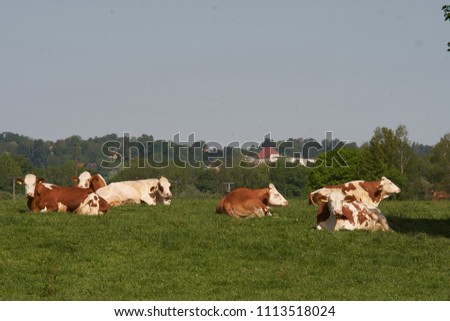 Herd of cows at summer green field with the castle of tittmoning in the background