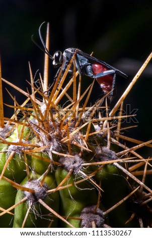 Wasp photographed in Guarapari, Espírito Santo - Southeast of Brazil. Atlantic Forest Biome. Picture made in 2007.