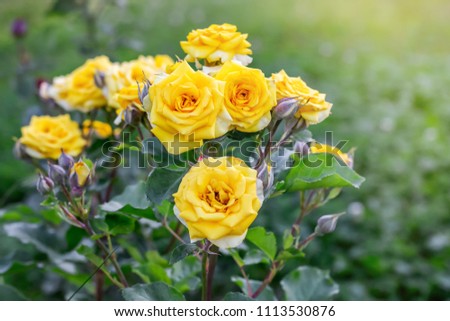 A bush of yellow fresh roses on a flowerbed in the park. Growing and selling flowers