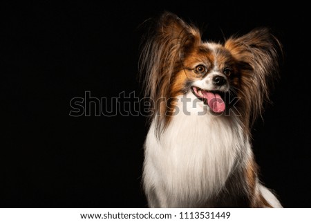 Portrait of a Papillon dog against dark background