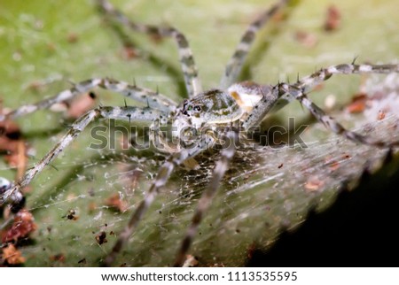 Spider photographed in Guarapari, Espírito Santo - Southeast of Brazil. Atlantic Forest Biome. Picture made in 2007.