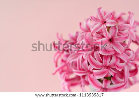 Bright pink hyacinth - detail close up, full frame with copy space. Spring theme. . 
